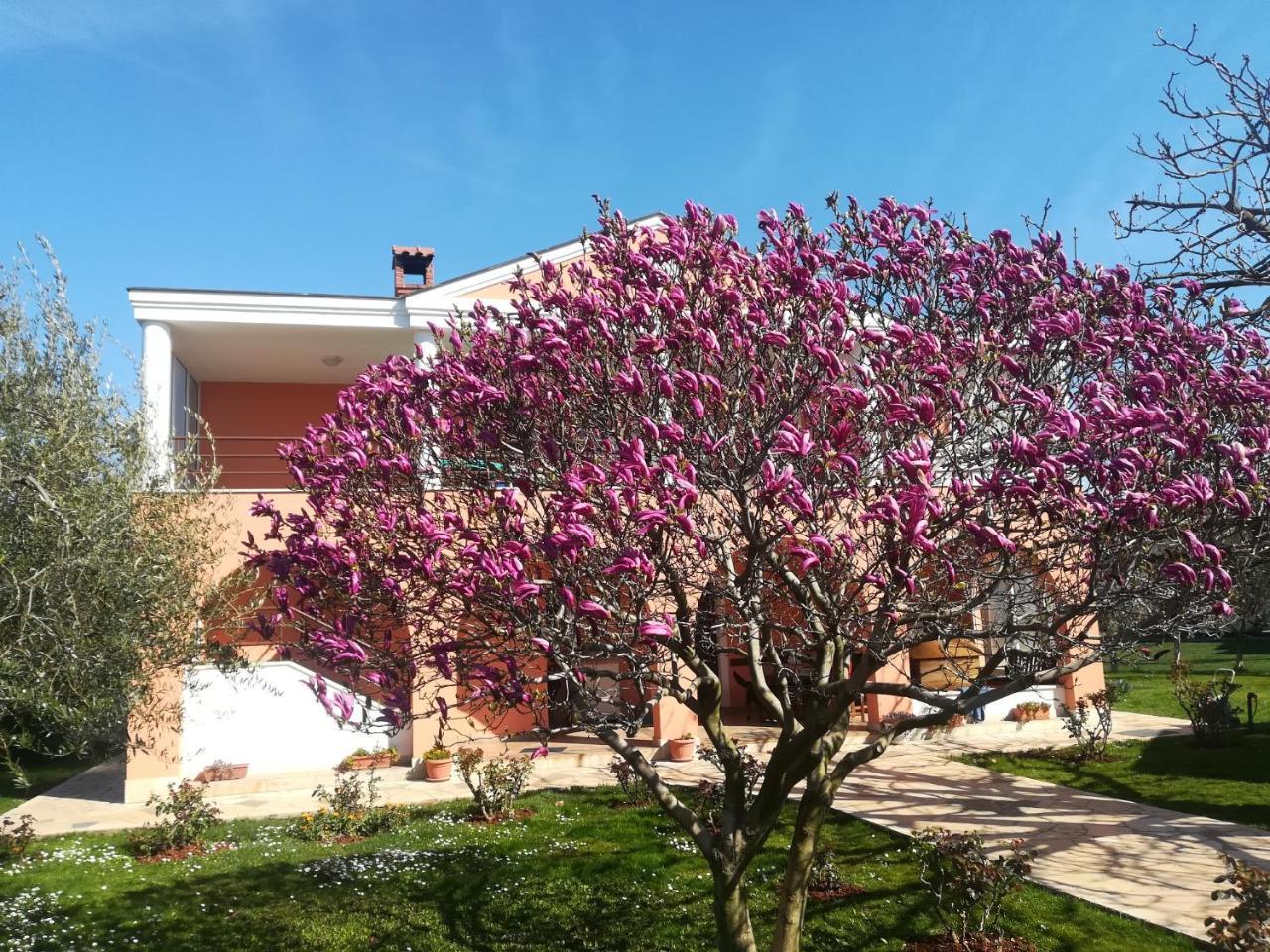 B&B Carmela Umag Eksteriør bilde